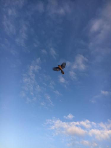 Maraetotara / Bay of Plenty / New Zealand - 6/9/19