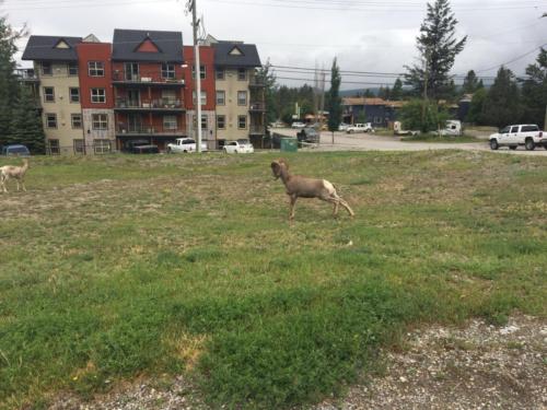 Canadian Road Trip 2019