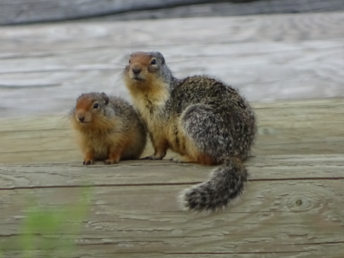 Canadian Road Trip 2019