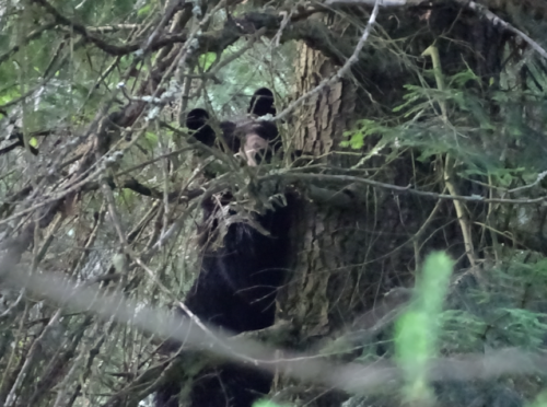 Canadian Road Trip 2019