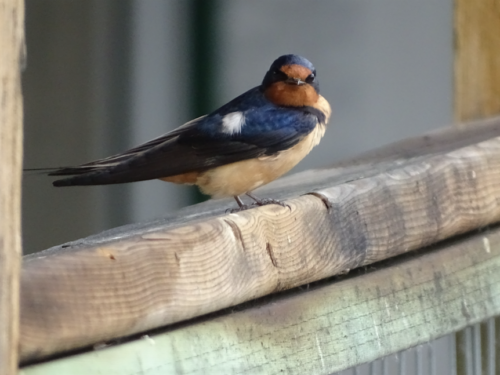 Canadian Road Trip 2019