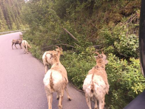 Canadian Road Trip 2019