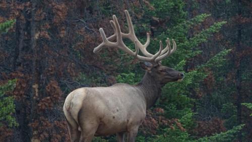 Canadian Road Trip 2019