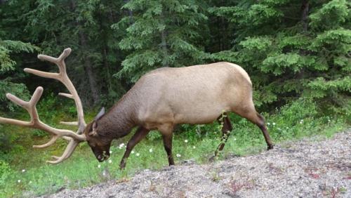 Canadian Road Trip 2019