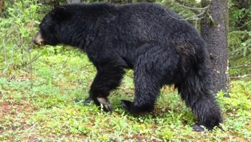 Canadian Road Trip 2019