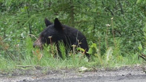 Canadian Road Trip 2019