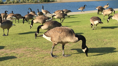 Canadian Road Trip 2019