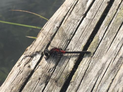 Canadian Road Trip 2019